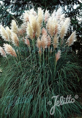 Picture of Grasses - Cortaderia White Feather